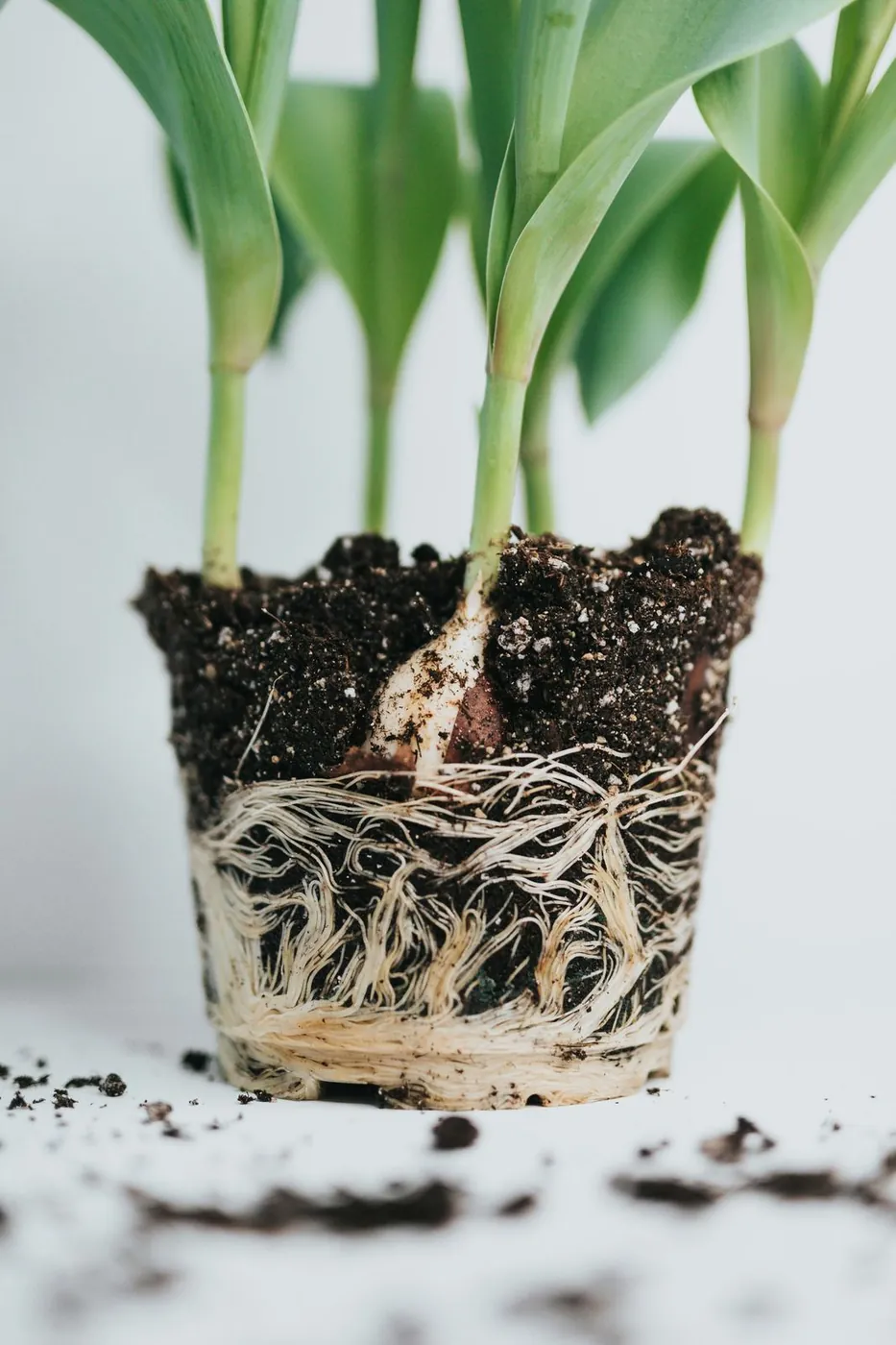 A potted bulb plant with roots visible after the pot's edge was cut away