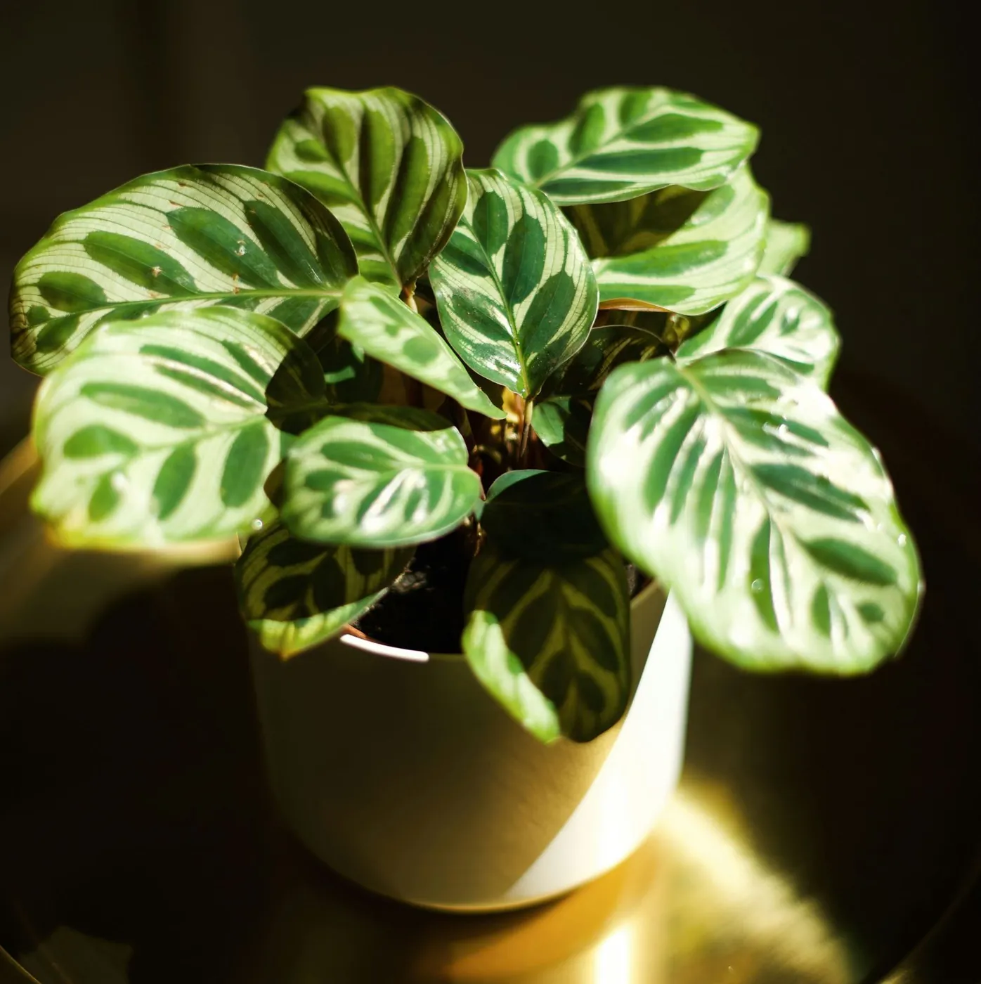 A calathea plant, sensitive to low humidity