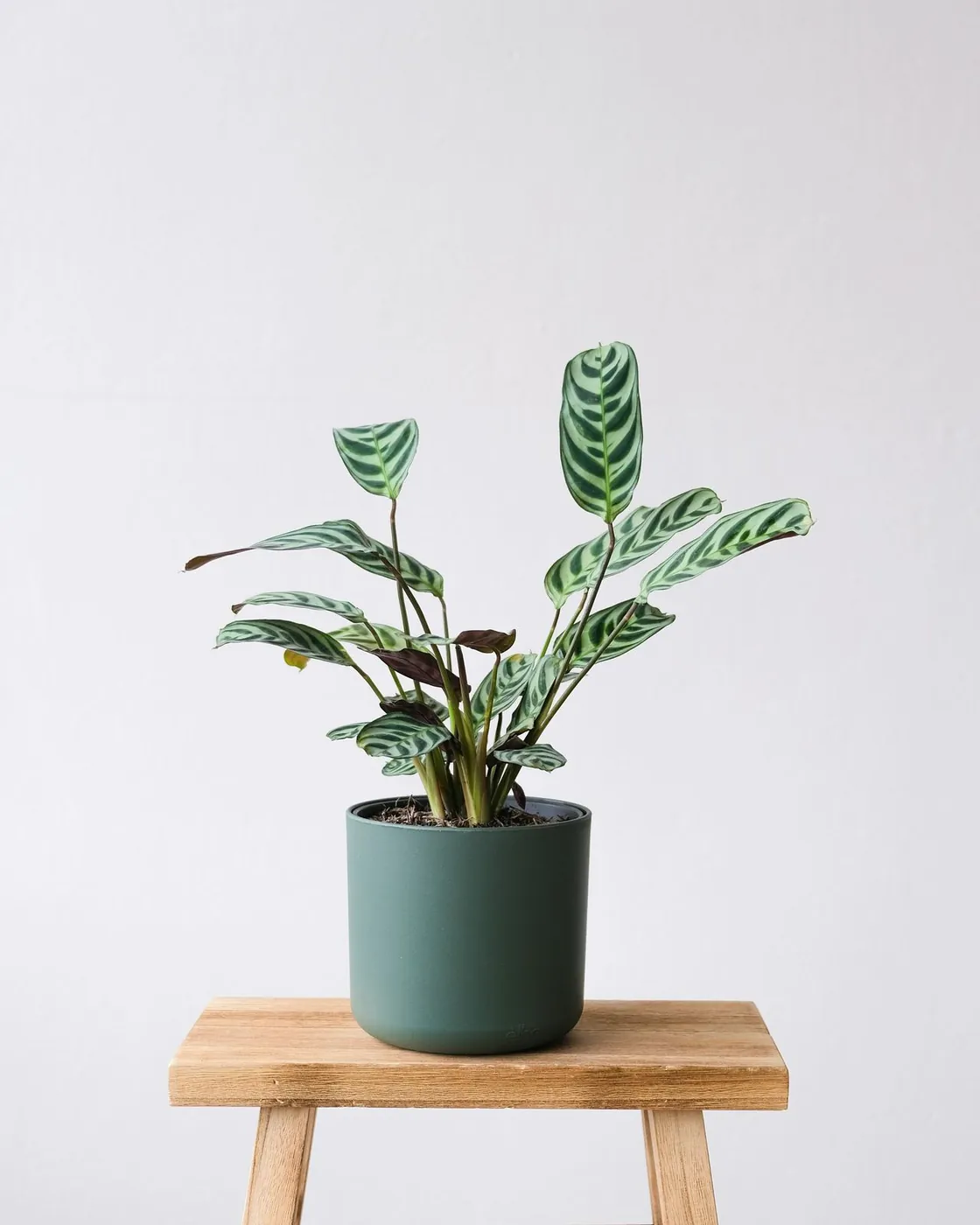 A calathea, part of the prayer plant family