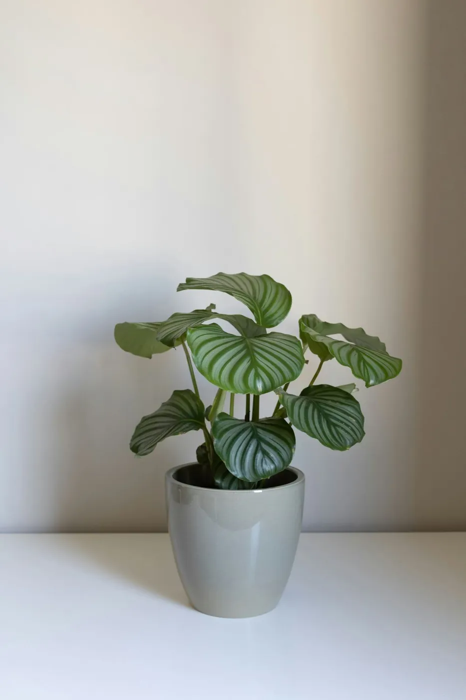 A well-established calathea plant