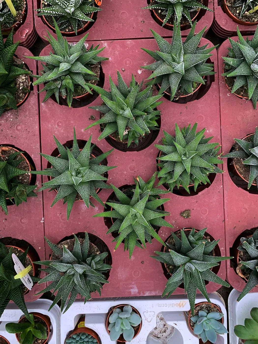 A tray of Haworthia succulents at a nursery
