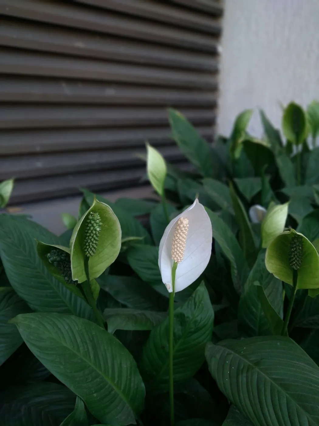 Peace lily flowers, a plant that enjoys bathroom humidity
