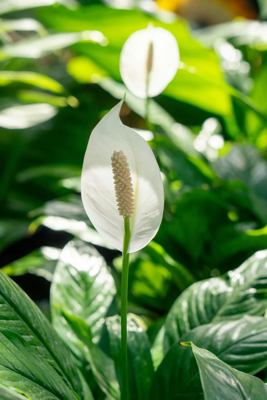 A healthy, well-established peace lily