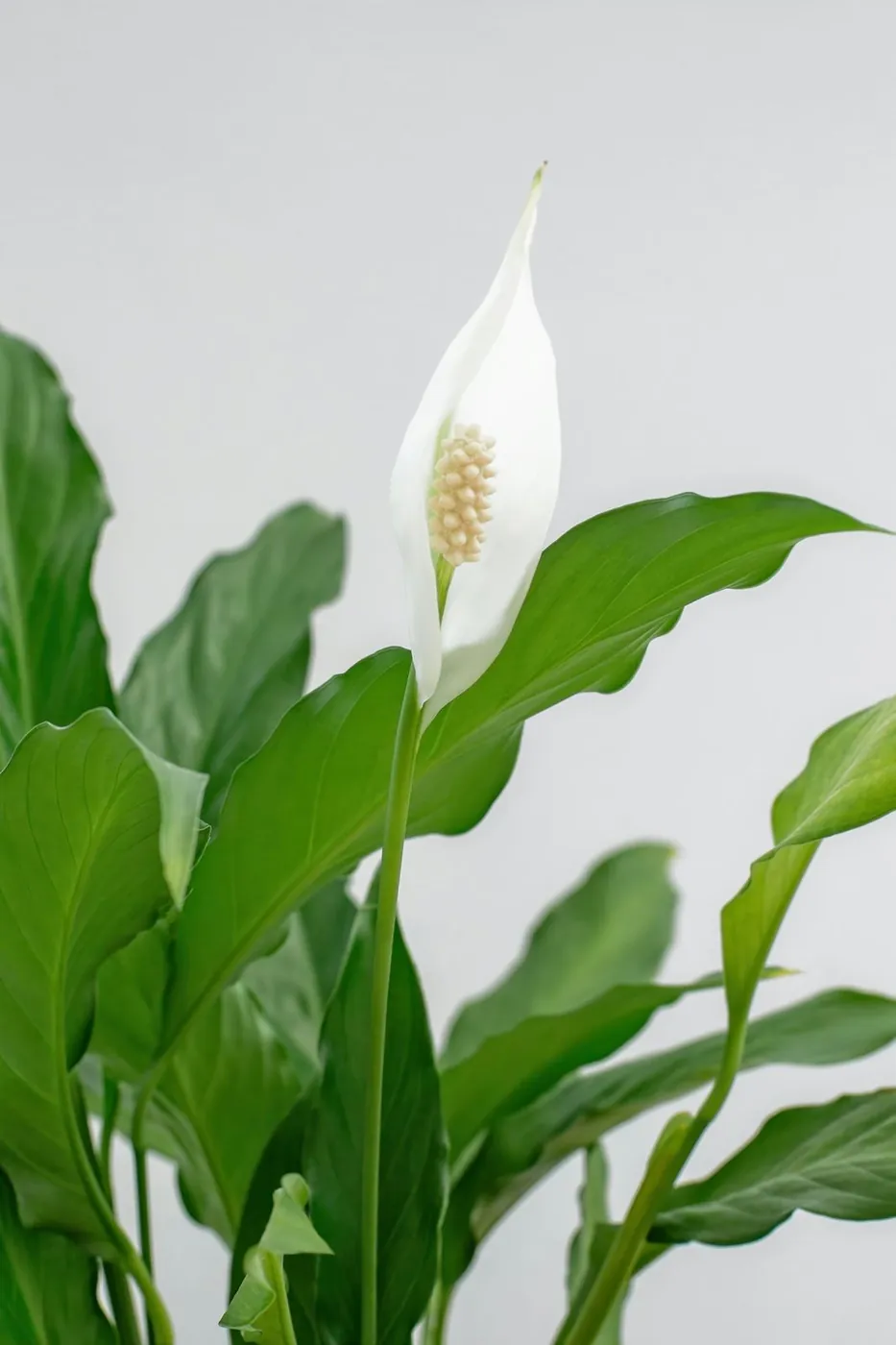 A peace lily flower, a plant known for dramatic, fast-recovering wilting