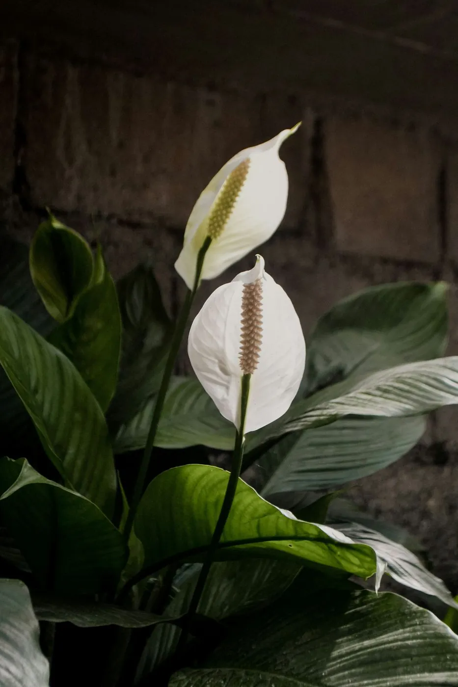 A mature peace lily in bloom