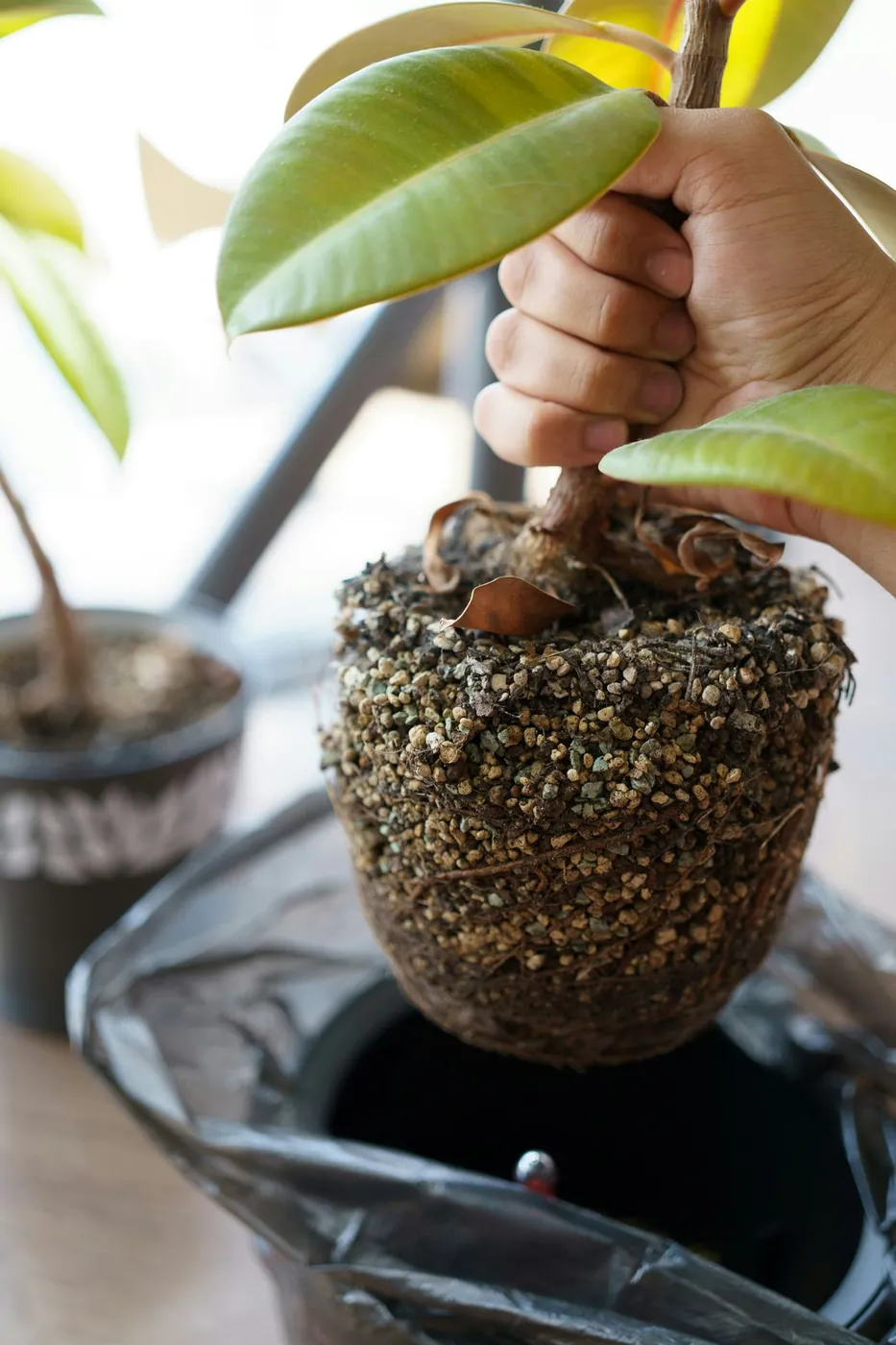 A rubber plant removed from its pot, showing the root ball