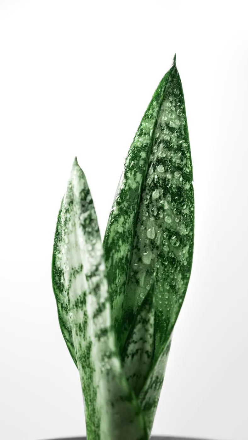 Close-up of snake plant leaves