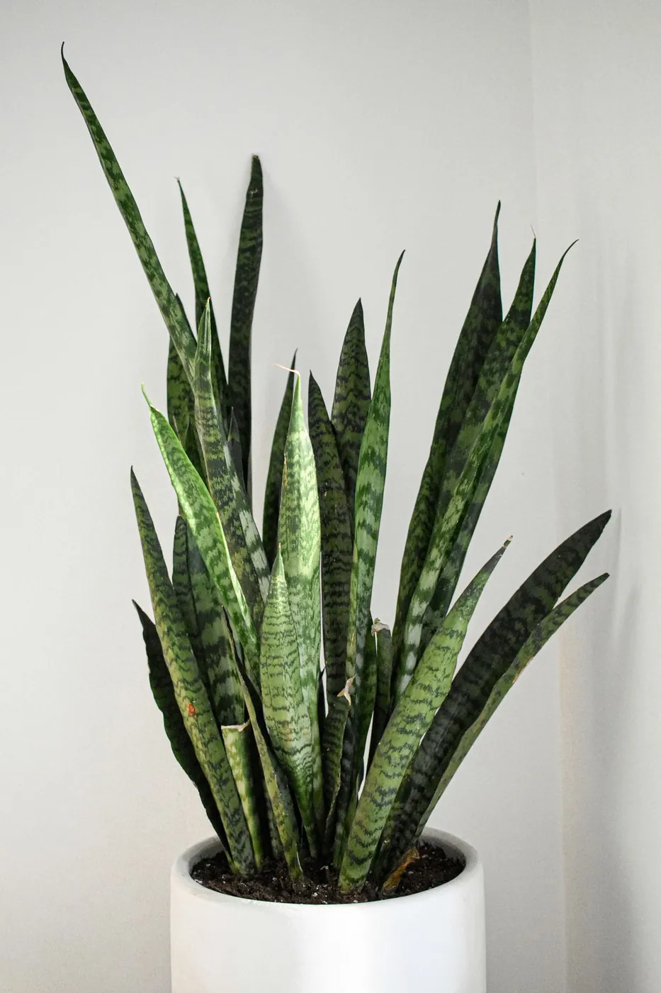 A tall snake plant settling into a new pot
