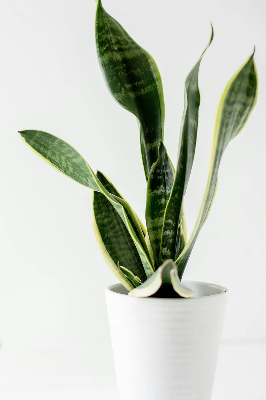 Sansevieria trifasciata 'Laurentii', a variegated snake plant