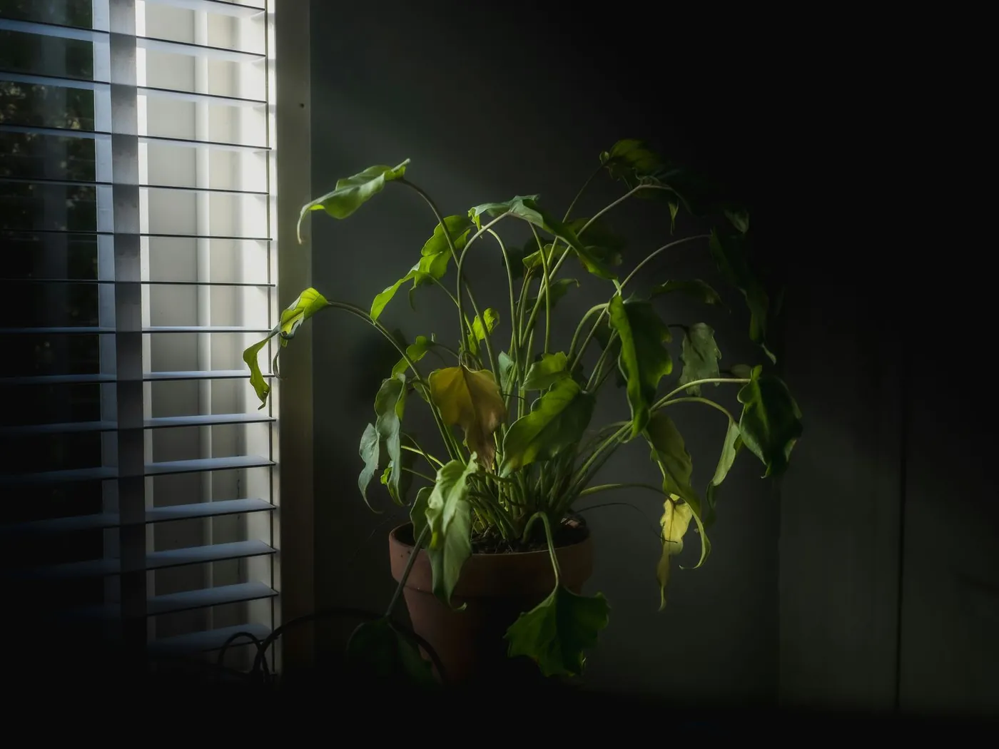 A wilted houseplant near a window